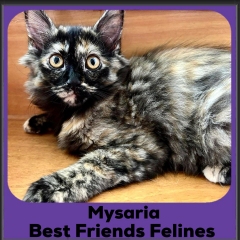 Mysaria
