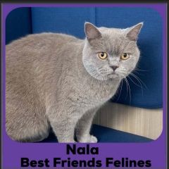 Nala-2026