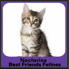 Nectarine-2026