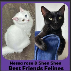 Nessa-Shen-2026b