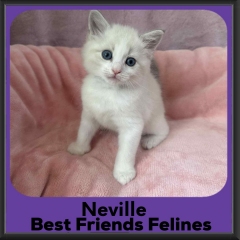 Neville-2026