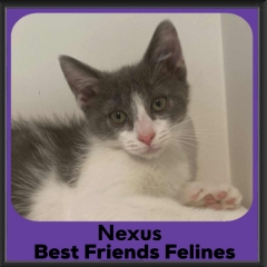 Nexus-2026