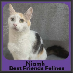 Niamh-DMH-2026