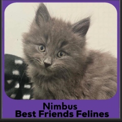 Nimbus-2026