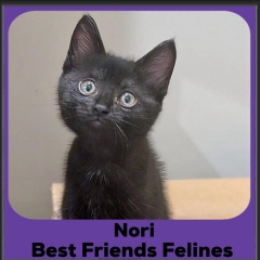 Nori