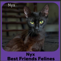 Nyx-2026