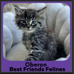 Oberon-2026