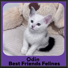 Odin-2026