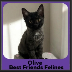 Olive-2026