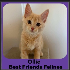 Ollie-2026