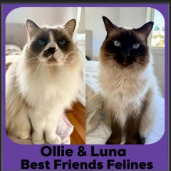 Ollie-Luna
