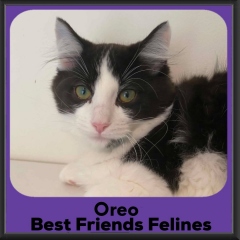 Oreo