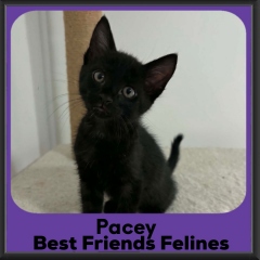 Pacey-2026