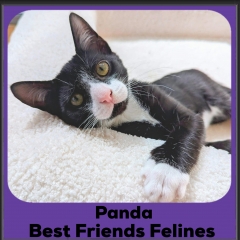 Panda2