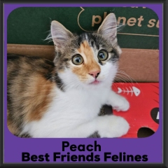 Peach-2026