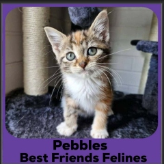 Pebbles-2026