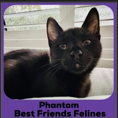 Phantom-2026