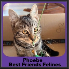 Phoebe-2026
