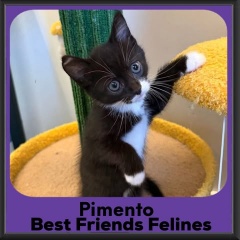 Pimento-2026