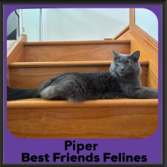 Piper-2026
