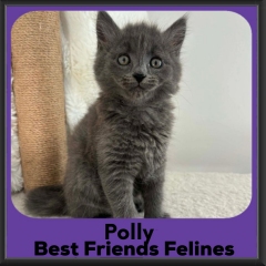 Polly-2026