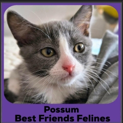 Possum-2026