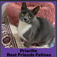 Priscilla-2026