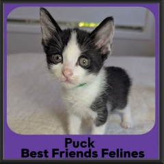 Puck-2026