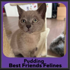 Pudding-2026