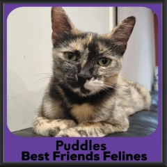 Puddles-2026