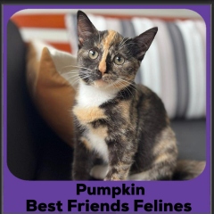 Pumpkin