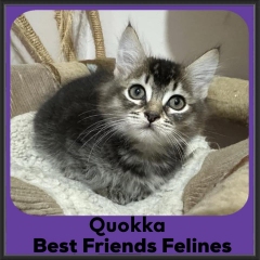 Quokka-2026