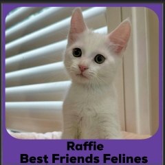 Raffie