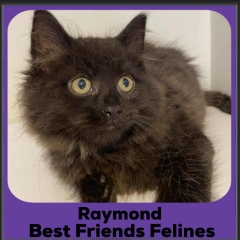 Raymond-2025