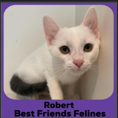 Robert-2026