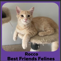 Rocco-2024