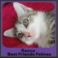 Rocco-DMH-2026