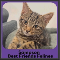 Sampson-DSH-2026