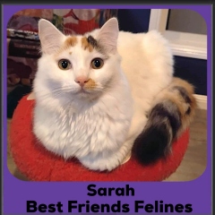 Sarah
