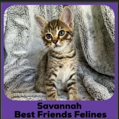 Savannah-2025