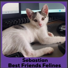 Sebastian