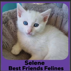 Selene-2026