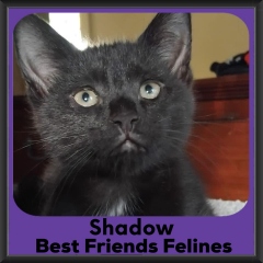 Shadow-2026