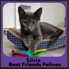 Silvie-2026