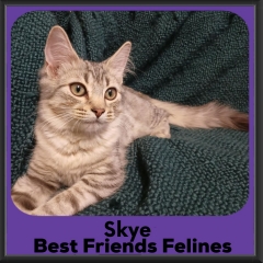 Skye-2026