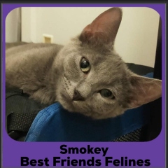 Smokey-2026