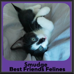 Smudge-2026