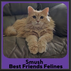 Smush-2026