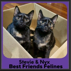 Stevie-Nyx