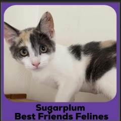 Sugarplum-2025